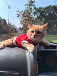 an orange cat wearing a red shirt is sitting on the dash board of a car