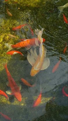 a group of fish swimming in a pond