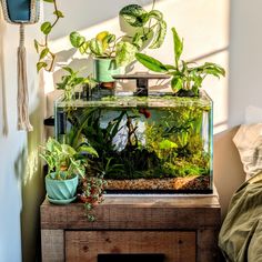 an aquarium filled with plants on top of a wooden table next to a wall mounted planter