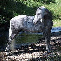 a gray horse standing on top of a river bank