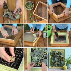 the process of making a frame for succulents is shown in several different pictures