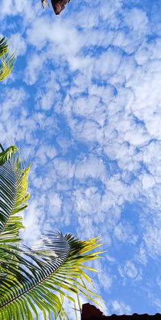 a bird flying high up in the sky above some palm trees and blue skies with wispy clouds