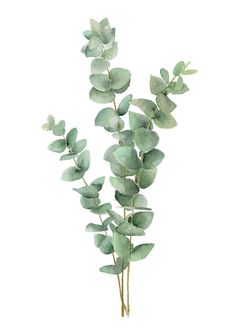 watercolor painting of eucalyptus leaves on a white background