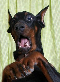 a black and brown dog sitting on top of a chair with its paws in the air