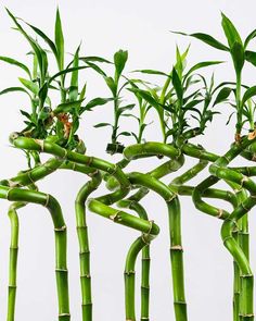 several stalks of green bamboo with small leaves