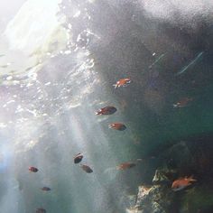 an aquarium filled with lots of different types of fish swimming around and under the water