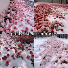 pink and red flowers are laying in the snow next to each other with words that read pretty like frozen roses