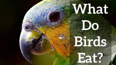 a parrot with the words what do birds eat?