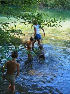 three people and two dogs are wading in the water near some trees, while one man is holding onto a branch