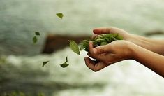 two hands are holding leaves near the water