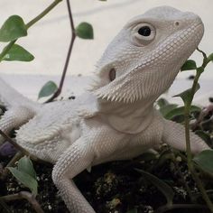 a close up of a small white lizard on top of a plant with green leaves