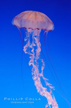 a large jellyfish floating in the ocean