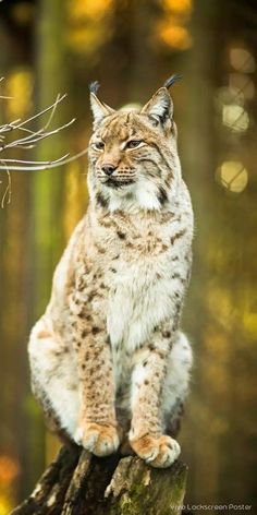 a large cat sitting on top of a tree stump in the middle of a forest