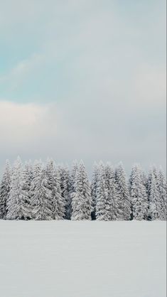 the trees are covered in snow and there is no image here to provide a caption for