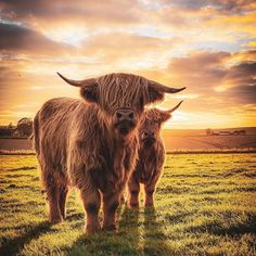 two brown cows standing on top of a lush green field under a cloudy sky at sunset