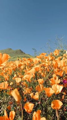 a field full of orange flowers under a blue sky