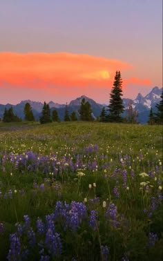 the sun is setting over mountains and wildflowers in an open field with trees