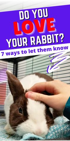 Looking to deepen your connection with your bunny? Check out our article for practical tips on how to make a bunny love you and create a lasting friendship | how to make a bunny love you | how to get your rabbit to love you