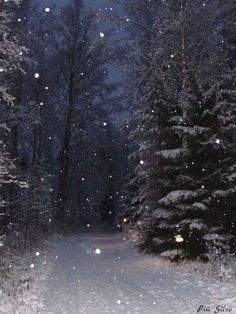 a snowy path in the woods at night with lights shining on trees and snow flakes