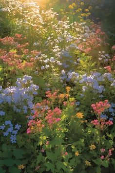 wildflowers and other flowers in a field with the sun shining on them