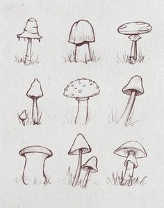 various types of mushrooms are shown in this drawing