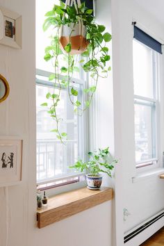 a houseplant hanging from a window sill next to a potted plant