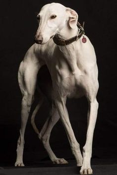 a large white dog standing on top of a black floor in front of a black background