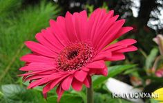 a pink flower with yellow flowers in the background