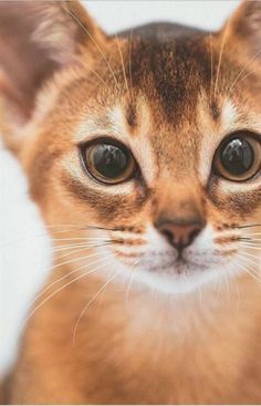 a close up of a small cat's face looking at the camera with an intense look on its face