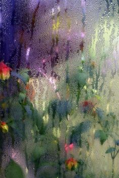 flowers are seen through the window glass on a rainy day