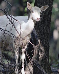 a white goat standing next to a tree in the middle of a forest with no leaves on it