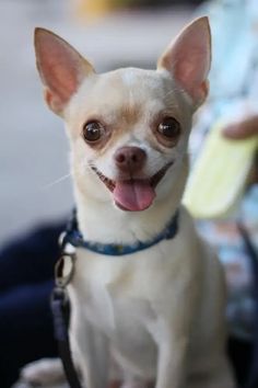 a small white dog sitting on top of a person's lap with his tongue hanging out