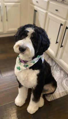 a black and white dog sitting on top of a hard wood floor in a kitchen