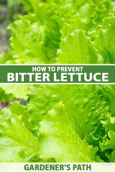 A close up vertical image of green lettuce growing in the garden. To the center and bottom of the frame is green and white printed text. Greenhouse Lettuce, Bitter Lettuce, Fantasy Space, Vegetable Benefits, Hydroponic Farming