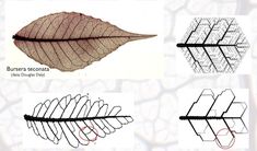 four different types of leaves are shown