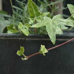 a close up of a plant in a pot with green leaves on the top and bottom