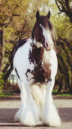 a brown and white horse standing on top of a dirt road next to trees in the background