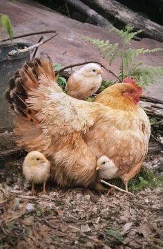 three chickens standing around in the dirt