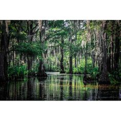 trees and water in the middle of a forest with moss growing on it's sides