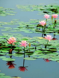 pink water lilies floating on top of lily pads