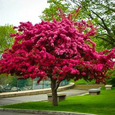 a tree with pink flowers in the middle of a park area next to a sidewalk