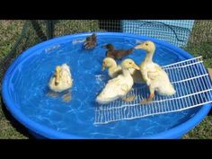 four ducks in a blue pool with their babies swimming around them and looking at the camera