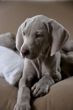 a gray puppy sitting on top of a bed next to pillows and blankets, looking at the camera