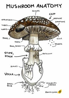 a diagram of the anatomy of a mushroom