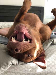 a brown dog laying on top of a bed with its mouth open and tongue out