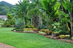 a lush green yard with lots of trees and plants