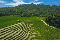 an aerial view of rice fields in the mountains with trees and blue sky behind them