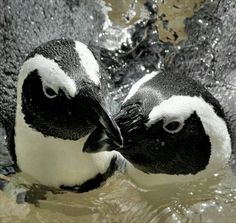 two black and white penguins in water with their heads touching each other's foreheads