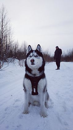 a husky dog sitting in the snow next to a person walking on a path with trees