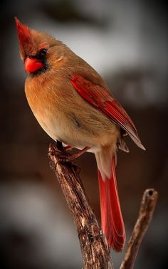 a red and yellow bird sitting on top of a tree branch with its eyes closed